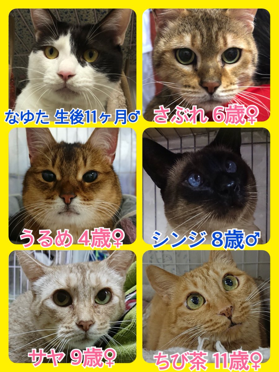 🐾今日の里親様募集中ニャンコ🐱メンバーです🐾2019,3,17
